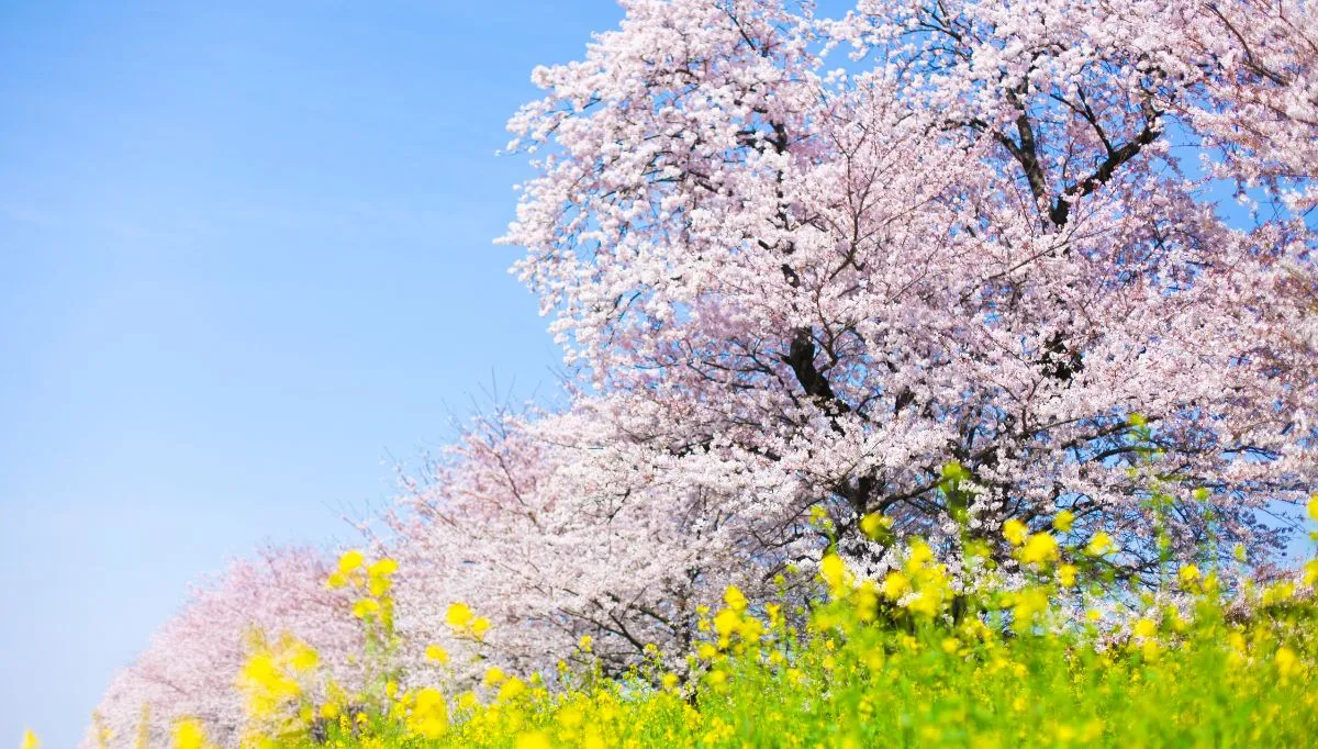 ピンクと黄色の春の花の画像|ソマチの恵み